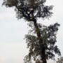 Árbol Árbol